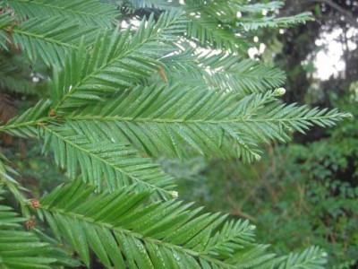 Sequoia sempervirens.jpg