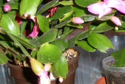 Frucht, Schlumbergera.JPG