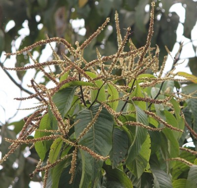 welchen dünger für kiwi Purgrün Bio-Kiwi-Dünger 1 Liter