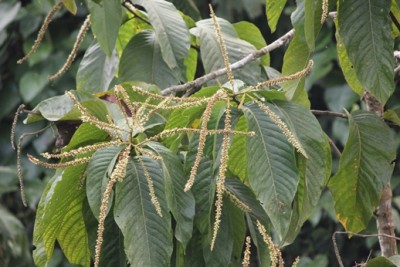 80. Unbekannter Baum, IMG_6117.JPG