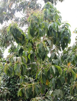 80. Unbekannter Baum, IMG_6120.JPG