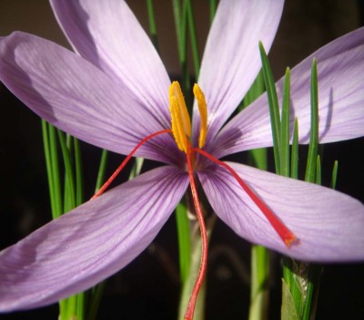 Safran - Crocus sativus.jpg