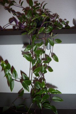 P1020031.JPG