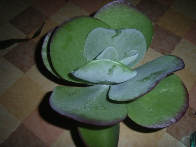 RIMG0042.JPG
