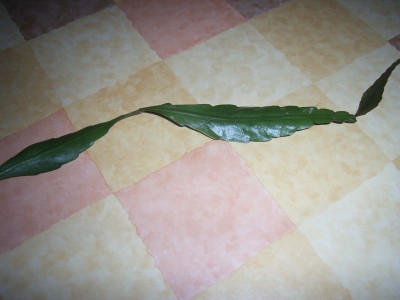RIMG0045.JPG