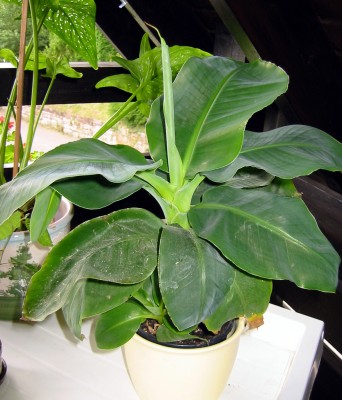 Musa acuminata (super dwarf cavendish).JPG