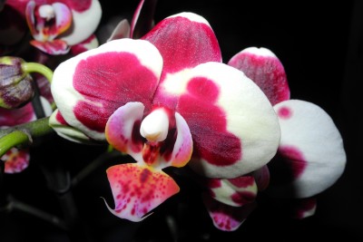Phalaenopsis unbekannt3-1.jpg