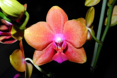 Phalaenopsis unbekannt2.jpg