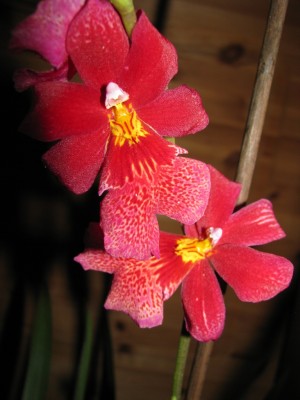 Burrageara ´Nelly Isler´.JPG