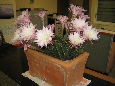 IMG_8405.jpg