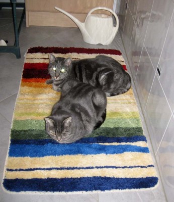 1Neuer Badezimmerteppich_0455.jpg