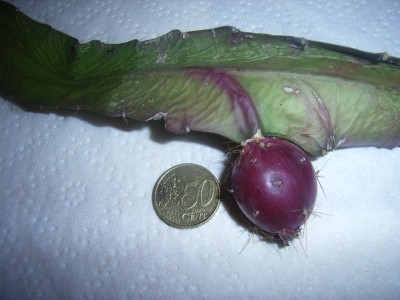RIMG0089.JPG