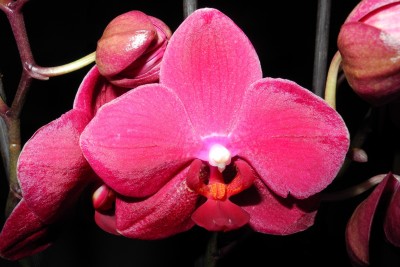 Phalaenopsis unbekannt 4.JPG