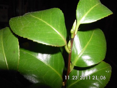 DSCI0232.JPG