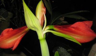 Bild green24 3 010.jpg