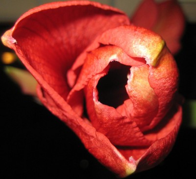 Bild green24 3 009.jpg