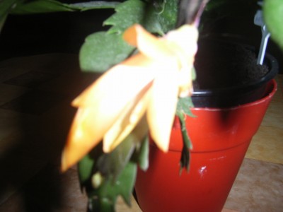 RIMG0098.JPG