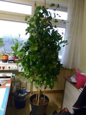Büro-edulis.jpg