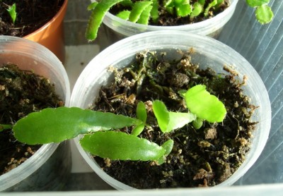 Rhipsalis ramulosa v. Juli 2011.JPG