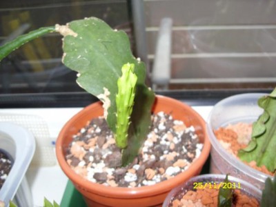Photo5.jpg