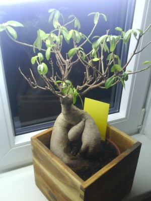 Foto 0002.jpg