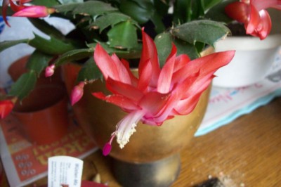 100_8562verkleinert.jpg