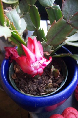 100_8558verkleinert.jpg