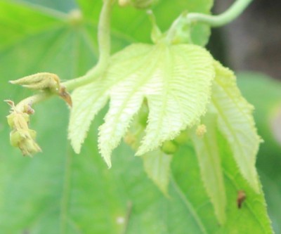 57. Unbekannter Ranker, 8 IMG_6285.JPG