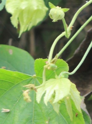 57. Unbekannter Ranker, 5 IMG_6286.JPG