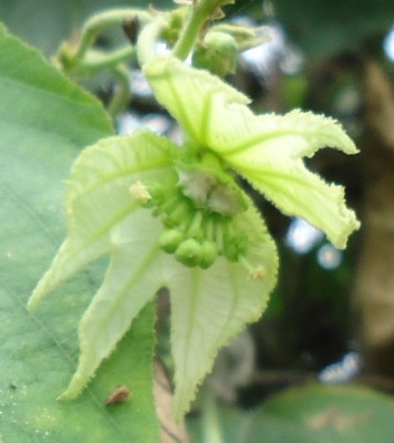 57. Unbekannter Ranker, 3 DSC00436.JPG