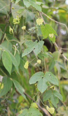 57. Unbekannter Ranker, 1 IMG_6303.JPG