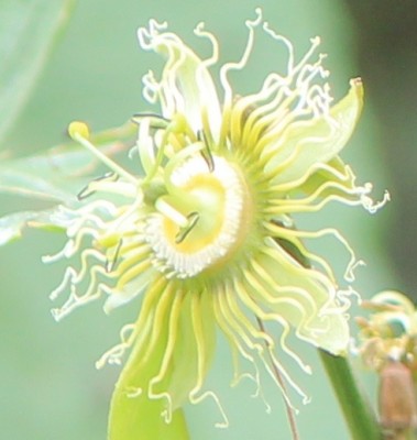 3. Passiflora von Ecuador, IMG_6301.JPG