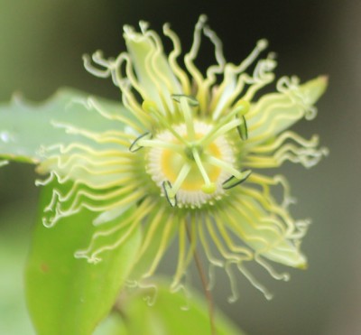 3. Passiflora von Ecuador, IMG_6297.JPG