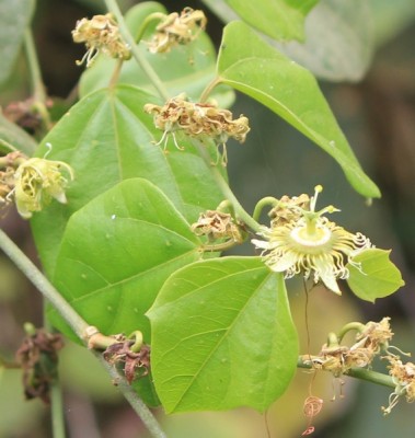 3. Passiflora von Ecuador, IMG_6295.JPG