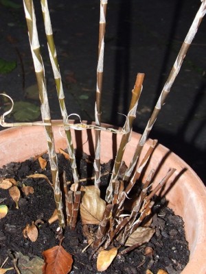 DSCF6672.JPG