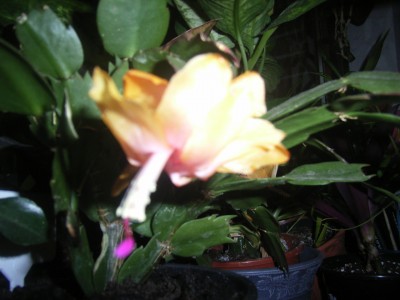 RIMG0097 (2).JPG