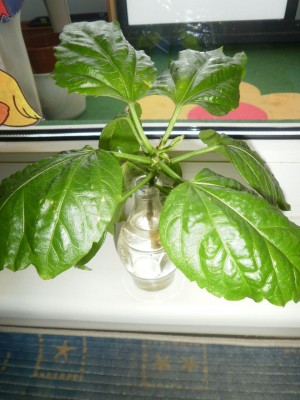 Hibiskussteckling4.jpg