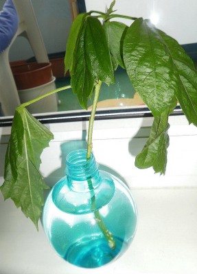 Hibiskussteckling3.jpg