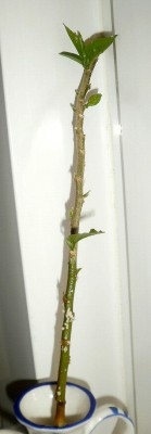 Hibiskussteckling2.jpg