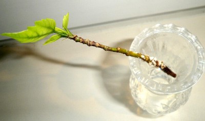 Hibiskussteckling1.jpg