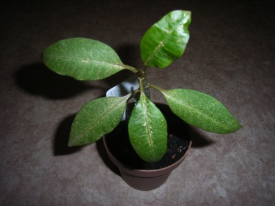 RIMG0101.JPG