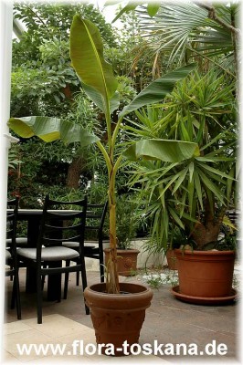 plumeria_rubra_weiss-gelb_11_-_011106.JPG