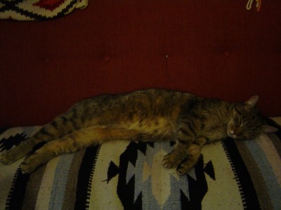Kitty.jpg