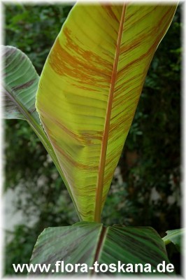 musa_sikkimensis_5_-_250607.jpg