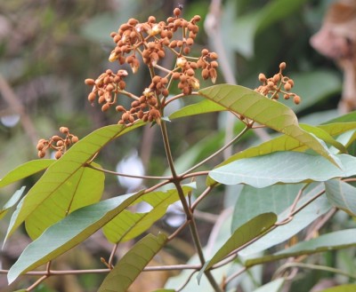 87. Unbekannter Baum, IMG_6553.JPG