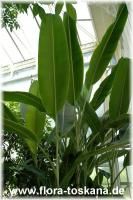 musa_x_paradisiaca_1_-_260705.jpg