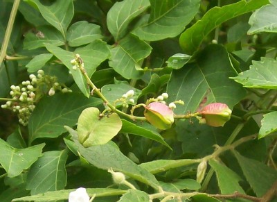 Serjania sp., 16. Ranker von Ecuador 2, GREEN24.jpg