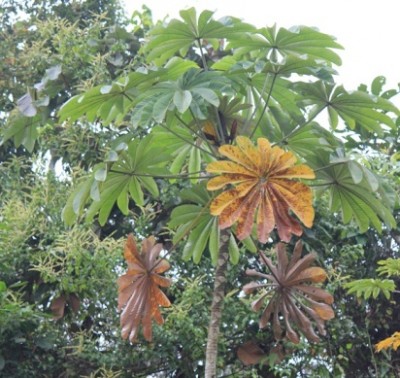 Cecropia sp., IMG_6615.JPG