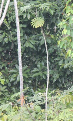 Cecropia sp., IMG_6449.JPG
