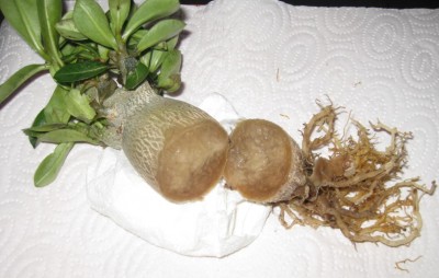 Wüstenrosen durchgeschnitten 1.JPG